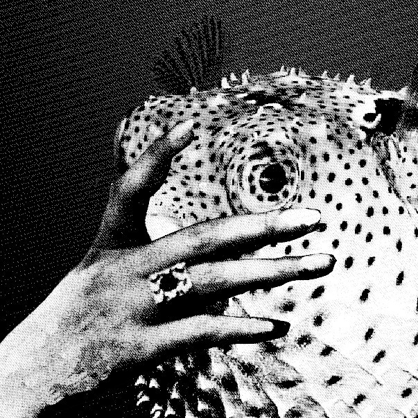 A black and white picture with a pufferfish staring at the viewer, a human hand trying to block the fish's sight.