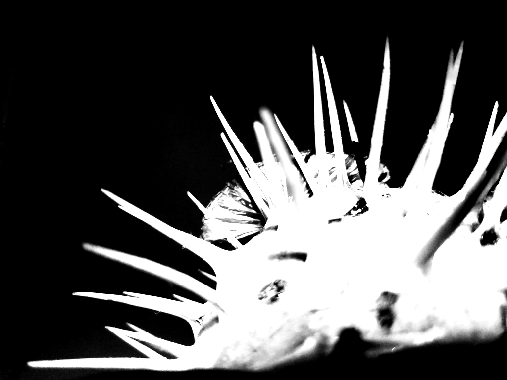 Фрагмент чёрно-белой фотографии иглобрюхой рыбы